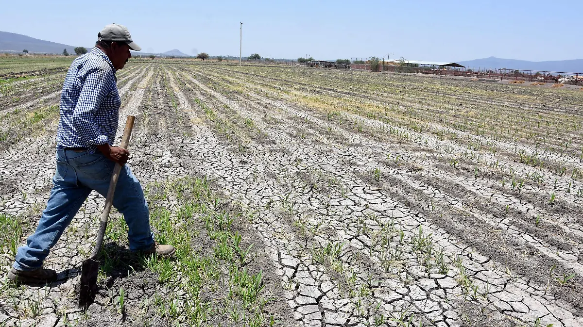 Nivelación parcelaria y acceso a agricultura protegida a pequeños productores es necesaria CIAG (1)